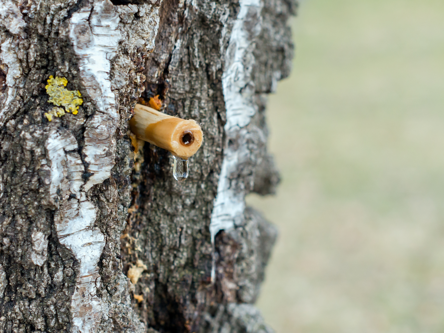 Birch sap collected from a birch tree during spring