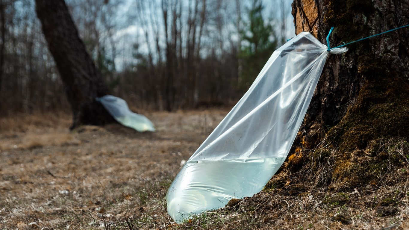 Birch sap collection during the spring harvest